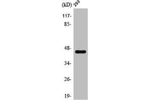 Western Blot analysis of HepG2 cells using PSMD11 Polyclonal Antibody (PSMD11 antibody  (Internal Region))
