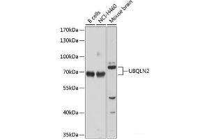 Western blot analysis of extracts of various cell lines using UBQLN2 Polyclonal Antibody at dilution of 1:1000.