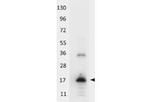 Western blot using  HRP conjugated anti-Human IL-33 antibody shows detection of a band ~18 kDa in size corresponding to recombinant human IL-33. (IL-33 antibody  (HRP))