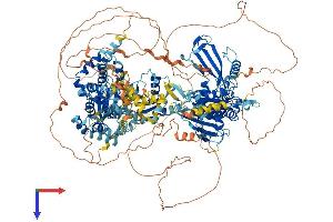 AlphaFold protein structure predicition of Human Recombinant USP6 Protein, UniprotID P35125 (USP6 Protein (AA 1-1406) (His tag))