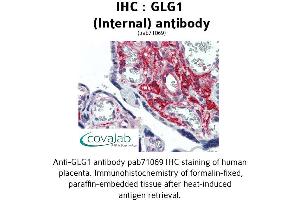 Image no. 1 for anti-Golgi Glycoprotein 1 (GLG1) (Internal Region) antibody (ABIN1734714) (GLG1 antibody  (Internal Region))