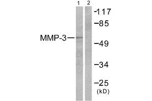 Western Blotting (WB) image for anti-Matrix Metallopeptidase 3 (Stromelysin 1, Progelatinase) (MMP3) (C-Term) antibody (ABIN1848687) (MMP3 antibody  (C-Term))