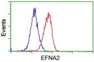 Image no. 2 for anti-Ephrin A2 (EFNA2) antibody (ABIN1497954) (Ephrin A2 antibody)