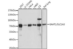 Western blot analysis of extracts of various cell lines, using E/E/SLC1 antibody (ABIN7270395) at 1:1000 dilution. (SLC1A3 antibody  (AA 453-542))