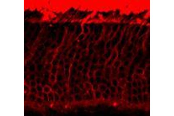 Rho-related GTP-binding protein antibody