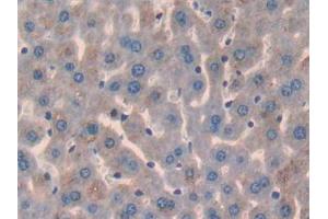 IHC-P analysis of Mouse Liver Tissue, with DAB staining. (Glypican 3 antibody  (AA 344-559))
