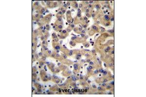 PDP1 Antibody (Center) (ABIN656386 and ABIN2845681) immunohistochemistry analysis in formalin fixed and paraffin embedded human liver tissue followed by peroxidase conjugation of the secondary antibody and DAB staining. (PDP antibody  (AA 308-336))