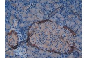 Detection of VIP in Rat Pancreas Tissue using Polyclonal Antibody to Vasoactive Intestinal Peptide (VIP) (Vip antibody  (AA 34-157))