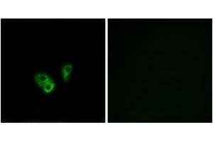 Immunofluorescence analysis of A549 cells, using CNGA2 Antibody. (CNGA2 antibody  (AA 391-440))