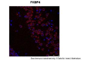 Sample Type: Mouse Brain Slices Red: primaryBlue: DAPIPrimary Dilution: 1:400 Secondary Antibody: Anti-Rabbit IgG Alexa 594Secondary Dilution: 1:400 Image Submitted By: Adahir Labrador-Garrido and Cintia Roodveldt University of Seville (FKBP4 antibody  (C-Term))