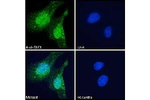 ABIN185264 Immunofluorescence analysis of paraformaldehyde fixed U251 cells, permeabilized with 0. (DLC1 antibody  (N-Term))