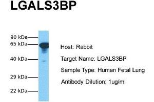 Host: Rabbit Target Name: LGALS3BP Sample Tissue: Human Fetal Lung Antibody Dilution: 1. (LGALS3BP antibody  (Middle Region))