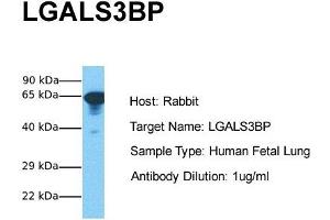 Western Blotting (WB) image for anti-Lectin, Galactoside-Binding, Soluble, 3 Binding Protein (LGALS3BP) (Middle Region) antibody (ABIN2785877)