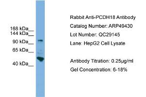 WB Suggested Anti-PCDH18  Antibody Titration: 0.