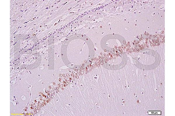 BrdU antibody