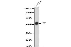 Western blot analysis of extracts of Rat liver using USF2 Polyclonal Antibody at dilution of 1:1000. (USF2 antibody)