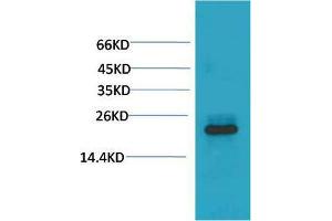 Western Blot (WB) analysis of 293T with HSPB8/HSP22 Mouse Monoclonal Antibody diluted at 1:2000. (HSPB8 antibody)