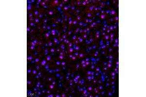 Immunofluorescence of paraffin embedded mouse pancreas using SR140 (ABIN7076091) at dilution of 1:600 (400x lens) (SR140 antibody)