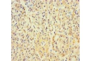 Immunohistochemistry of paraffin-embedded human pancreatic tissue using ABIN7159692 at dilution of 1:100 (APOOL antibody  (AA 163-268))