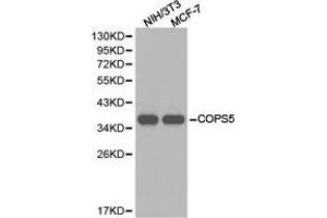 Western Blotting (WB) image for anti-COP9 Constitutive Photomorphogenic Homolog Subunit 5 (Arabidopsis) (COPS5) antibody (ABIN1871963) (COPS5 antibody)