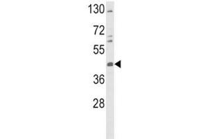 Western blot analysis of TAT antibody and K562 lysate. (Tat (AA 279-306) antibody)