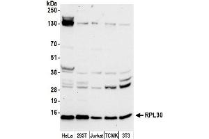 Western Blotting (WB) image for anti-Ribosomal Protein L30 (RPL30) (AA 65-115) antibody (ABIN7453194)
