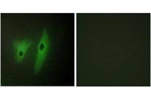 Immunofluorescence (IF) image for anti-Dual Specificity Phosphatase 19 (DUSP19) (AA 111-160) antibody (ABIN2889692)