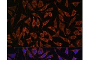 Immunofluorescence analysis of L929 cells using PASK Polyclonal Antibody at dilution of 1:100.