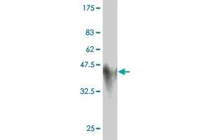 Western Blot detection against Immunogen (45. (Glucagon antibody  (AA 1-180))