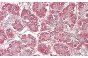 Immunohistochemistry (IHC) image for anti-Slit Homolog 2 (Drosophila) (SLIT2) (AA 1416-1528) antibody (ABIN7438007)