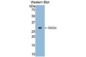 Western Blotting (WB) image for anti-Granzyme K (Granzyme 3, Tryptase II) (GZMK) (AA 27-264) antibody (ABIN1859110) (GZMK antibody  (AA 27-264))