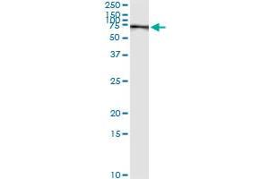 Immunoprecipitation (IP) image for anti-phosphoenolpyruvate Carboxykinase 1 (Soluble) (PCK1) (AA 1-622) antibody (ABIN562129)