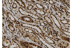 ABIN6279148 at 1/100 staining Human kidney tissue by IHC-P. (ATXN7L1 antibody)