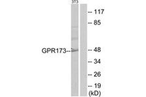 Western Blotting (WB) image for anti-G Protein-Coupled Receptor 173 (GPR173) (AA 251-300) antibody (ABIN2890797) (GPR173 antibody  (AA 251-300))