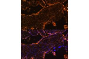 Immunofluorescence analysis of human placenta using BRE Polyclonal Antibody (ABIN7265912) at dilution of 1:100 (40x lens). (BRE antibody  (AA 51-229))