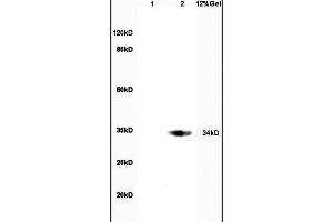 Lane 1: rat brain lysates Lane 2: rat intestine lysates probed with Anti CDX2/3 Polyclonal Antibody, Unconjugated (ABIN1387257) at 1:200 in 4 °C. (CDX2+3 (AA 151-260) antibody)