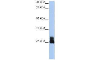 Western Blotting (WB) image for anti-Ras Homolog Family Member D (RHOD) antibody (ABIN2458652) (RHOD antibody)