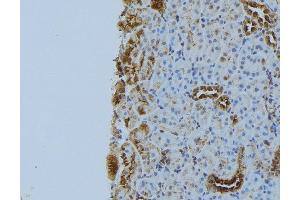 ABIN6272893 at 1/100 staining Mouse kidney tissue by IHC-P.