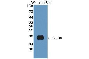 SIGLEC10 anticorps  (AA 571-697)