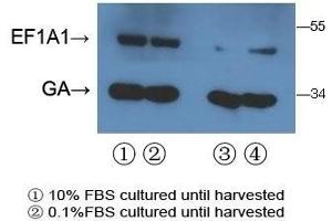 With 293T cell line lysate,resolved proteins were electrophoretically transferred to PVDF membrane and incubated sequentially with primary antibody EEF1A1/ EEF1A2 ( abgent, Cat. (EEF1A2 antibody  (AA 46-72))