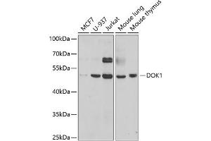 Western blot analysis of extracts of various cell lines, using DOK1 antibody (ABIN6130881, ABIN6139763, ABIN6139764 and ABIN6221343) at 1:1000 dilution. (DOK1 antibody  (AA 1-280))