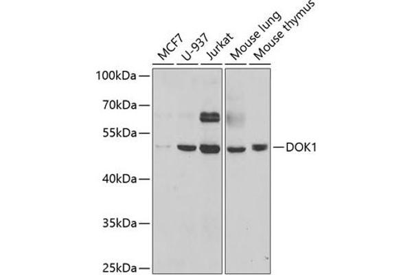 DOK1 anticorps  (AA 1-280)