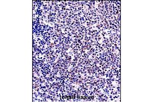 Immunohistochemistry (Paraffin-embedded Sections) (IHC (p)) image for anti-Tumor Necrosis Factor (Ligand) Superfamily, Member 13b (TNFSF13B) (AA 16-44), (N-Term) antibody (ABIN657917)