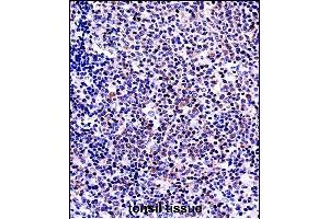 TNFSF13B Antibody (N-term) ((ABIN657917 and ABIN2846864))immunohistochemistry analysis in formalin fixed and paraffin embedded human tonsil tissue followed by peroxidase conjugation of the secondary antibody and DAB staining. (BAFF antibody  (N-Term))
