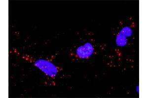 Proximity Ligation Analysis of protein-protein interactions between CRK and SOS1. (Crk antibody  (AA 1-204))