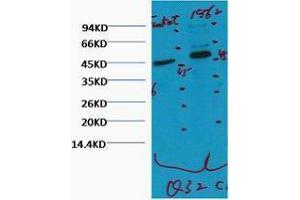 Western Blotting (WB) image for anti-CD16 (CD16) antibody (ABIN3181160)