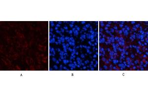 Immunofluorescence analysis of mouse spleen tissue. (PPARD antibody)