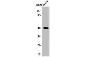 Western Blot analysis of HuvEc cells using AP-2γ Polyclonal Antibody (TFAP2C antibody  (C-Term))