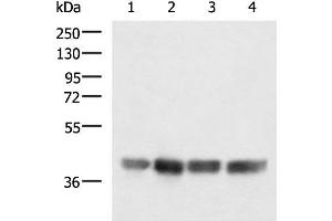 Western blot analysis of LOVO K562 Jurkat and Hela cell lysates using MRPS35 Polyclonal Antibody at dilution of 1:900 (MRPS35 antibody)