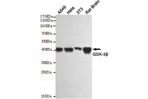 Western blot testing of human A549, human HeLa, mouse NIH3T3 and rat brain lysates using GSK3B antibody at 1:1000. (GSK3 beta antibody)